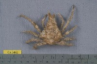 藏品(雙角互敬蟹)的圖片